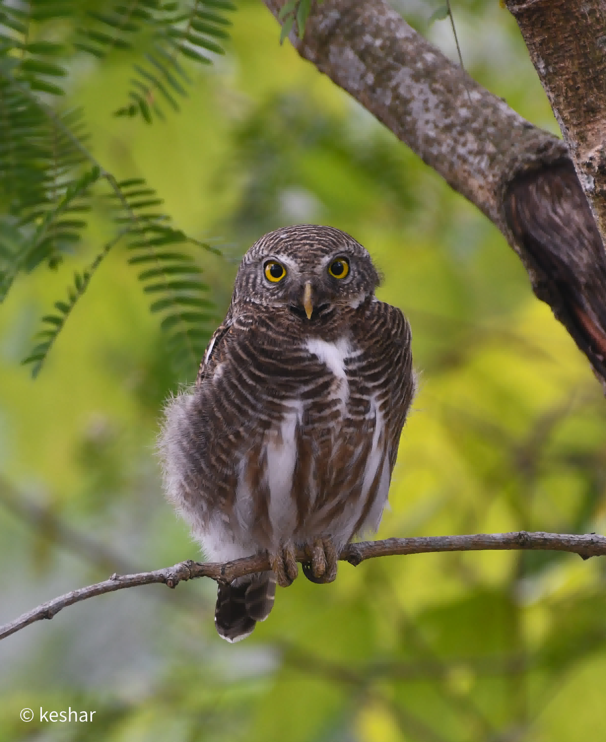 Asian Barred Owlet